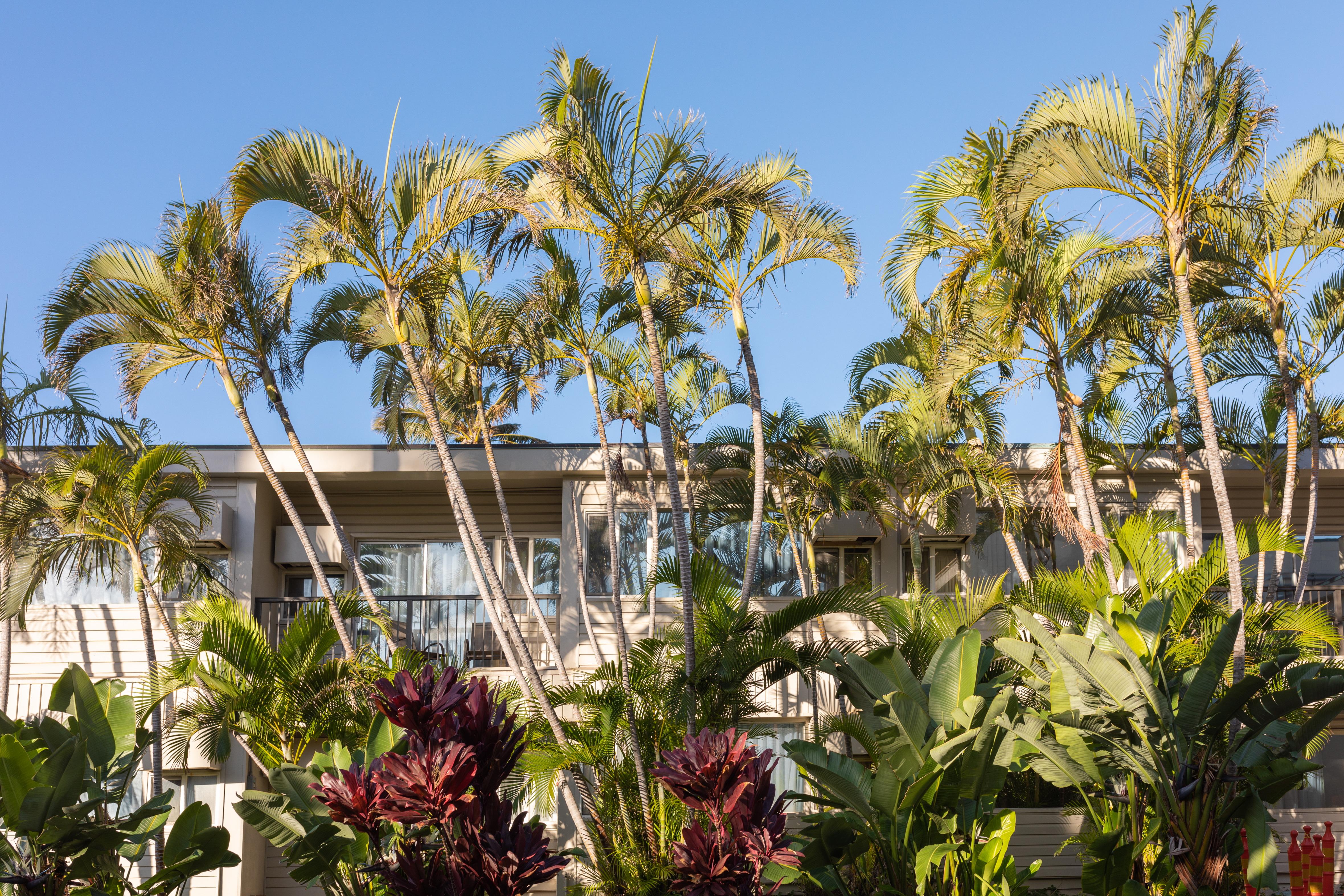 Maui Beach Hotel Kahului Eksteriør bilde